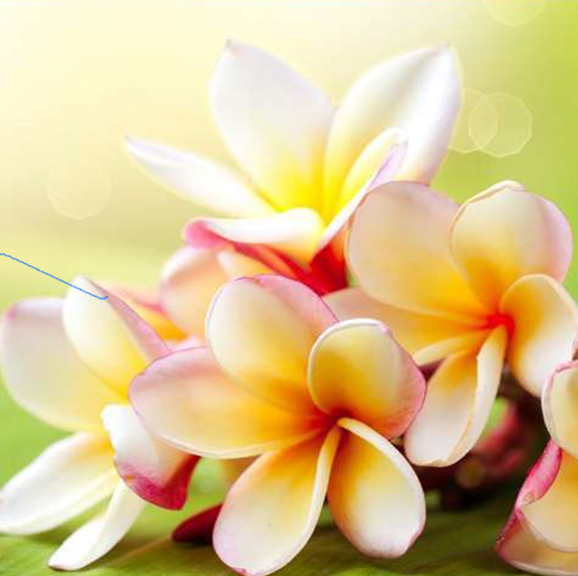 Plumeria Air Fragrance Diffuser